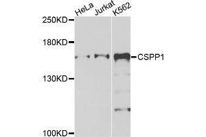 Western blot analysis of extracts of various cell lines, using CSPP1 antibody. (CSPP1 anticorps)