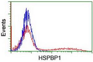 Image no. 1 for anti-HSPA Binding Protein, Cytoplasmic Cochaperone 1 (HSPBP1) antibody (ABIN1498761) (HSPBP1 anticorps)