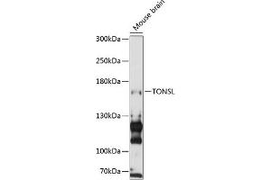 Western blot analysis of extracts of mouse brain, using TONSL antibody (ABIN6132818, ABIN6149388, ABIN6149389 and ABIN6216872) at 1:3000 dilution. (NFKBIL2 anticorps  (AA 160-390))
