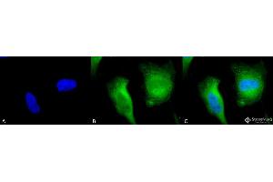 Immunocytochemistry/Immunofluorescence analysis using Rabbit Anti-Calcineurin A Polyclonal Antibody . (Calcineurin A anticorps  (AA 264-283) (FITC))