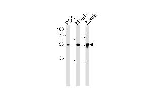 DMRTA2 Antibody (C-term) (ABIN1881263 and ABIN2838900) western blot analysis in PC-3 cell line, mouse testis and zebra fish brain tissue lysates (35 μg/lane). (DMRTA2 anticorps  (C-Term))