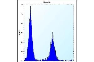 anti-Discoidin, CUB and LCCL Domain Containing 2 (DCBLD2) (AA 538-567), (C-Term) antibody