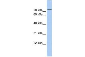WB Suggested Anti-KIF9 Antibody Titration:  0. (KIF9 anticorps  (N-Term))