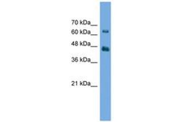 Acylglycerol Kinase antibody  (AA 35-84)