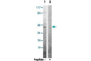 Western blot analysis of extracts from 293 cells, using AKT1S1 polyclonal antibody . (PRAS40 anticorps  (Ser363))