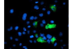 Immunofluorescence (IF) image for anti-Anaphase Promoting Complex Subunit 2 (ANAPC2) antibody (ABIN1496635) (ANAPC2 anticorps)