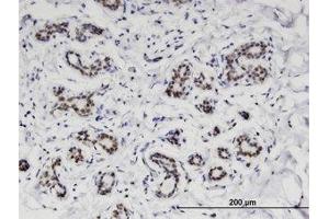 Image no. 1 for anti-Chromosome 4 Open Reading Frame 43 (C4orf43) (AA 1-204) antibody (ABIN599574) (C4orf43 anticorps  (AA 1-204))
