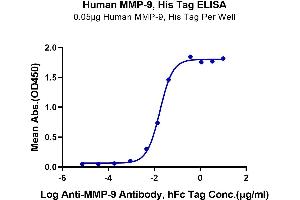 Immobilized Human MMP-9, His Tag at 0. (MMP 9 Protein (His-Avi Tag))