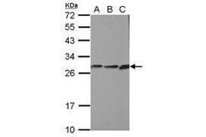 Image no. 1 for anti-Cytochrome B5 Reductase 2 (CYB5R2) (AA 1-222) antibody (ABIN1497693) (CYB5R2 anticorps  (AA 1-222))
