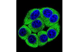 Confocal immunofluorescent analysis of OR2T3 Antibody (C-term) (ABIN655863 and ABIN2845270) with 293 cell followed by Alexa Fluor 488-conjugated goat anti-rabbit lgG (green).