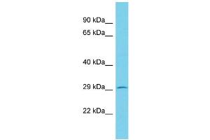 Host: Rabbit Target Name: KCTD2 Sample Type: RPMI-8226 Whole Cell lysates Antibody Dilution: 1. (KCTD2 anticorps  (C-Term))