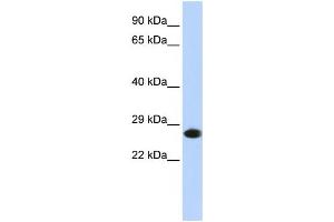Western Blotting (WB) image for anti-Proteasome Subunit alpha 2 (PSMA2) antibody (ABIN2459968) (PSMA2 anticorps)