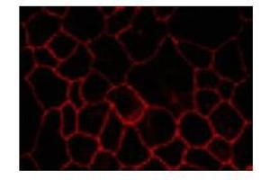 Image no. 1 for anti-Claudin 7 (CLDN7) (C-Term) antibody (ABIN208282)