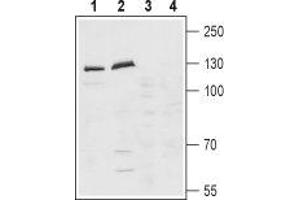 Western blot analysis of rat (lanes 1 and 3) and mouse (lanes 2 and 4) brain lysates: - 1,2. (Latrophilin 1 anticorps  (Extracellular, N-Term))