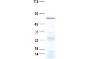 Validation with Western Blot (Sec8 Protein (His tag))