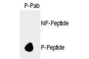 Dot blot analysis of phospho-Rb antibody. (Retinoblastoma Protein (Rb) anticorps  (pSer788))