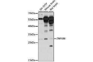 Western blot analysis of extracts of various cell lines, using ZNF688 antibody (ABIN6291118) at 1:1000 dilution. (ZNF688 anticorps)