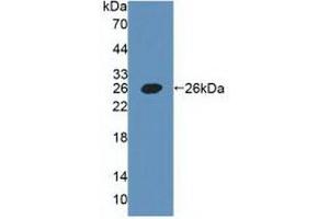 Western blot analysis of recombinant Human PDPN. (Podoplanin anticorps  (AA 23-143))