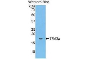 Western Blotting (WB) image for anti-Preprovasopressin (AA 24-168) antibody (ABIN1176179) (Preprovasopressin (AA 24-168) anticorps)
