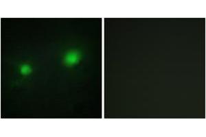 Immunofluorescence (IF) image for anti-MYST Histone Acetyltransferase 2 (MYST2) (AA 131-180) antibody (ABIN2889358) (MYST2 anticorps  (AA 131-180))