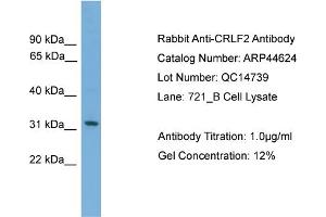 WB Suggested Anti-CRLF2  Antibody Titration: 0. (CRLF2 anticorps  (Middle Region))