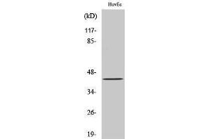 Western Blotting (WB) image for anti-Zinc Finger Protein 24 (ZNF24) (N-Term) antibody (ABIN3175783) (ZNF24 anticorps  (N-Term))