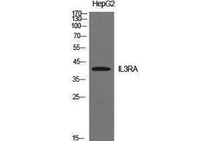 Western Blotting (WB) image for anti-Interleukin 3 Receptor, alpha (IL3RA) (Internal Region) antibody (ABIN3178916) (IL3RA anticorps  (Internal Region))