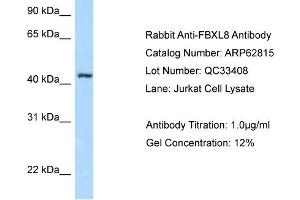Western Blotting (WB) image for anti-F-Box and Leucine-Rich Repeat Protein 8 (FBXL8) (N-Term) antibody (ABIN2789253) (FBXL8 anticorps  (N-Term))