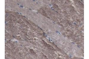 Detection of LDHA in Porcine Skeletal muscle Tissue using Polyclonal Antibody to Lactate Dehydrogenase A (LDHA)