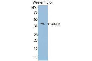 Western Blotting (WB) image for anti-Arginase, Type II (ARG2) (AA 23-354) antibody (ABIN1077838) (ARG2 anticorps  (AA 23-354))