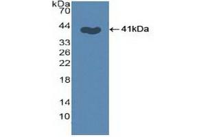Detection of Recombinant SKP2, Human using Polyclonal Antibody to S-Phase Kinase Associated Protein 2 (SKP2) (SKP2 anticorps  (AA 43-397))