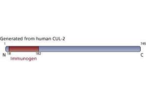 Image no. 1 for anti-Cullin 2 (CUL2) (AA 18-182) antibody (ABIN968173) (Cullin 2 anticorps  (AA 18-182))