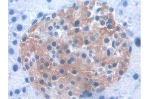 Detection of KIBRA in Mouse Pancreas Tissue using Polyclonal Antibody to Kidney And Brain Protein (KIBRA) (WWC1 anticorps  (AA 847-1094))