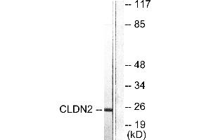 Western blot analysis of extracts from NIH/3T3 cells, using Claudin 2 antibody (#C0143). (Claudin 2 anticorps)