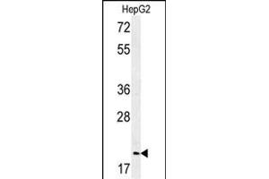 Western blot analysis of GMNN Antibody (Center ) (ABIN651420 and ABIN2840228) in HepG2 cell line lysates (35 μg/lane).