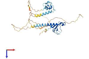 AlphaFold protein structure predicition of Human Recombinant MBNL3 Protein, UniprotID Q9NUK0