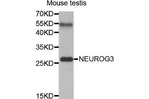 Western Blotting (WB) image for anti-Neurogenin 3 (NEUROG3) (AA 1-83) antibody (ABIN3016654) (Neurogenin 3 anticorps  (AA 1-83))