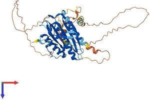 AlphaFold protein structure predicition of Human Recombinant HORMAD1 Protein, UniprotID Q86X24
