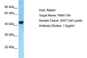 Host: RabbitTarget Name: FAM175AAntibody Dilution: 1.