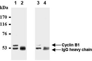 Western Blotting (WB) image for anti-Cyclin B1 (CCNB1) antibody (ABIN1106867) (Cyclin B1 anticorps)