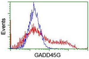 Image no. 2 for anti-Growth Arrest and DNA-Damage-Inducible, gamma (GADD45G) antibody (ABIN1497602) (GADD45G anticorps)