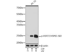 Western blot analysis of extracts of PC-12 cells, using Phospho-HSP27/HSPB1-S82 Rabbit mAb (ABIN7267571) at 1:1000 dilution. (HSP27 anticorps  (pSer82))