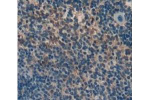 IHC-P analysis of Mouse Tissue, with DAB staining. (CRLF1 anticorps  (AA 110-408))