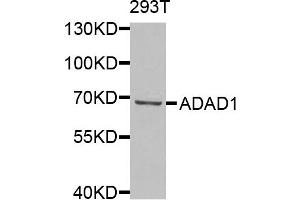 Western blot analysis of extracts of 293T cells, using ADAD1 antibody. (ADAD1 anticorps)