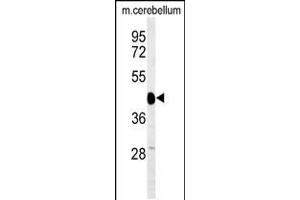 Western blot analysis of SGTB Antibody in mouse cerebellum tissue lysates (35ug/lane) (SGTB anticorps  (N-Term))
