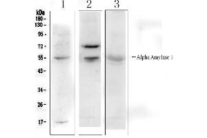 Western blot analysis of Alpha Amylase 1 using anti- Alpha Amylase 1 antibody .