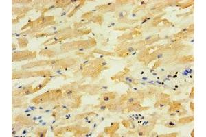 Immunohistochemistry of paraffin-embedded human heart tissue using ABIN7150611 at dilution of 1:100 (ALG5 anticorps  (AA 29-324))