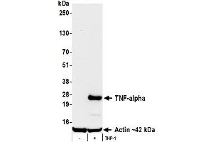 Western Blotting (WB) image for anti-Tumor Necrosis Factor alpha (TNF alpha) (AA 77-233) antibody (ABIN7795751)