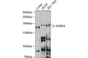 Western blot analysis of extracts of various cell lines, using ROBO3 antibody (ABIN7270111) at 1:1000 dilution. (ROBO3 anticorps  (AA 1-147))