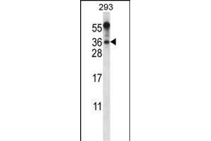 BEND6 Antibody (C-term) (ABIN656518 and ABIN2845788) western blot analysis in 293 cell line lysates (35 μg/lane). (BEND6 anticorps  (C-Term))
